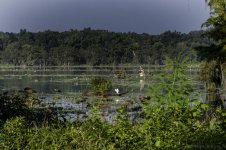 Lake Martin, Louisiana-Swamp Tour-3264.jpg
