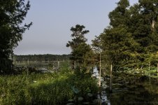 Lake Martin, Louisiana-Swamp Tour-3267.jpg