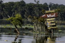 Lake Martin, Louisiana-Swamp Tour-3292.jpg