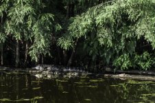 Lake Martin, Louisiana-Swamp Tour-3271.jpg