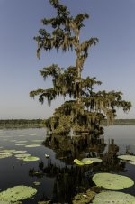 Lake Martin, Louisiana-Swamp Tour-3290.jpg