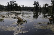 Lake Martin, Louisiana-Swamp Tour-3302.jpg