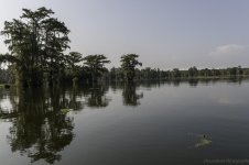 Lake Martin, Louisiana-Swamp Tour-3299.jpg