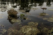Lake Martin, Louisiana-Swamp Tour-3301.jpg