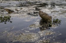 Lake Martin, Louisiana-Swamp Tour-3302-2.jpg
