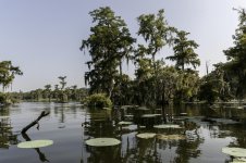 Lake Martin, Louisiana-Swamp Tour-3304.jpg