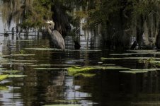 Lake Martin, Louisiana-Swamp Tour-3311.jpg