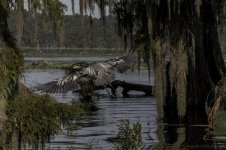 Lake Martin, Louisiana-Swamp Tour-3317-2.jpg