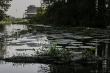 Lake Martin, Louisiana-Swamp Tour-3323.jpg