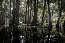 Lake Martin, Louisiana-Swamp Tour-3325-2.jpg