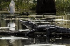 Lake Martin, Louisiana-Swamp Tour-3331.jpg