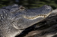 Lake Martin, Louisiana-Swamp Tour-3351.jpg