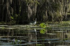 Lake Martin, Louisiana-Swamp Tour-3358.jpg