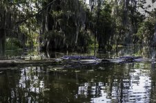 Lake Martin, Louisiana-Swamp Tour-3375.jpg