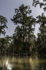 Lake Martin, Louisiana-Swamp Tour-3402-2.jpg