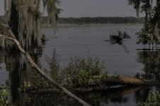 Lake Martin, Louisiana-Swamp Tour-3414.jpg