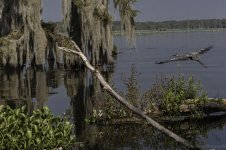 Lake Martin, Louisiana-Swamp Tour-3415.jpg