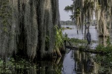 Lake Martin, Louisiana-Swamp Tour-3427.jpg