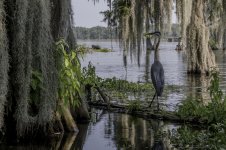 Lake Martin, Louisiana-Swamp Tour-3427-2.jpg