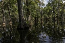 Lake Martin, Louisiana-Swamp Tour-3432.jpg