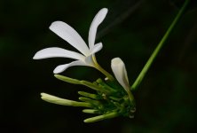 DSC_9757.jpg