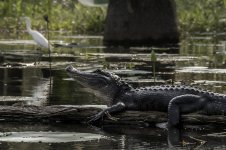 Lake Martin, Louisiana-Swamp Tour-3330-2.jpg