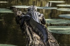Lake Martin, Louisiana-Swamp Tour-3346.jpg