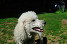 Teddy RAW August.jpg