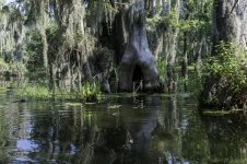 Lake Martin, Louisiana-Swamp Tour-3436.jpg