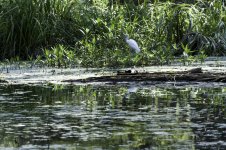 Lake Martin, Louisiana-Swamp Tour-3441-2.jpg