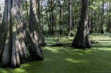Lake Martin, Louisiana-Swamp Tour-3454.jpg