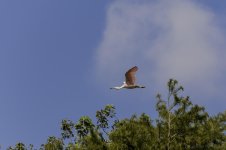Lake Martin, Louisiana-Swamp Tour-3468.jpg