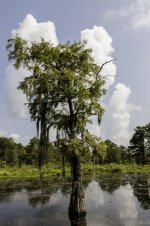 Lake Martin, Louisiana-Swamp Tour-3476.jpg