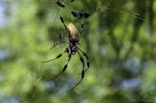 Lake Martin, Louisiana-Swamp Tour-3489.jpg
