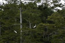 Lake Martin, Louisiana-Swamp Tour-3505.jpg