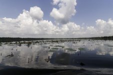 Lake Martin, Louisiana-Swamp Tour-3597.jpg