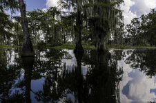 Lake Martin, Louisiana-Swamp Tour-3549.jpg