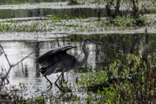 Lake Martin, Louisiana-Swamp Tour-3559.jpg
