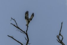 Lake Martin, Louisiana-Swamp Tour-3567.jpg