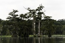 Lake Martin, Louisiana-Swamp Tour-3580.jpg