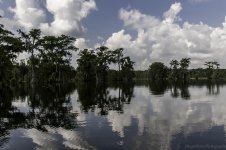 Lake Martin, Louisiana-Swamp Tour-3583-2.jpg