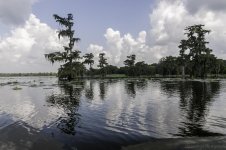 Lake Martin, Louisiana-Swamp Tour-3607.jpg