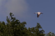 Lake Martin, Louisiana-Swamp Tour-3466.jpg