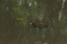Avery Island, La-3700.jpg