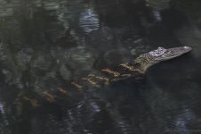 Avery Island, La-3709.jpg