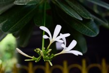 DSC_9772.jpg