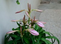 DSC_9806.jpg