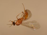 Wasp.jpg