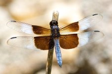 Dragonfly 033.jpg