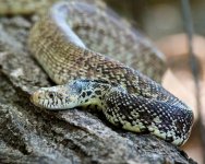 BullSnake3 032.jpg